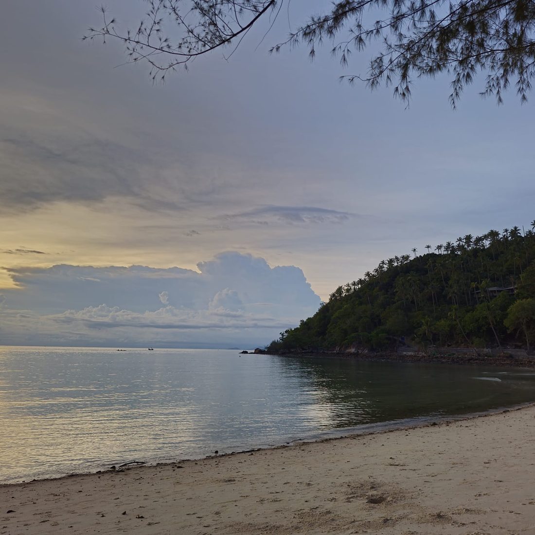 A calm bay at dawn, framed by the branches of a tree